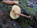 Pholiota alnicola image