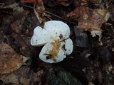 Tricholoma subresplendens image