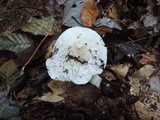 Tricholoma subresplendens image