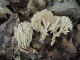 Ramaria pallida image