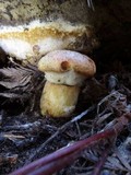 Suillus caerulescens image