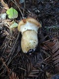 Suillus caerulescens image