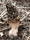 Morchella snyderi image
