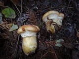 Suillus caerulescens image