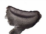 Collema nigrescens image