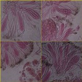Collema nigrescens image