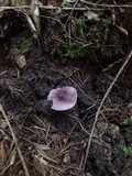 Lepiota roseolivida image