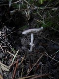 Lepiota roseolivida image