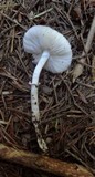 Lepiota roseolivida image