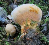 Hydnellum aurantiacum image