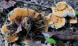 Hydnellum aurantiacum image