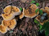 Hydnellum aurantiacum image