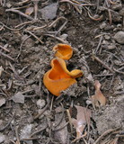 Caloscypha fulgens image