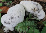 Hypomyces melanocarpus image