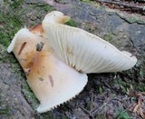 Hygrophorus tennesseensis image