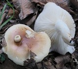 Hygrophorus tennesseensis image