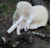 Hygrophorus tennesseensis image