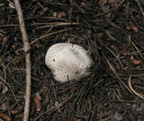 Gastropila fumosa image