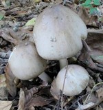 Amanita submaculata image