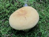 Lactarius volemus var. flavus image