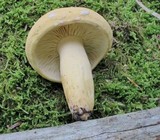 Lactarius volemus var. flavus image