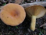 Lactifluus hygrophoroides image