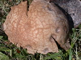 Handkea utriformis var. hungarica image