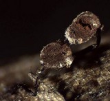 Cribraria cancellata var. cancellata image