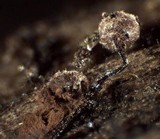 Cribraria cancellata var. cancellata image
