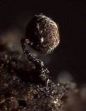Cribraria cancellata var. cancellata image