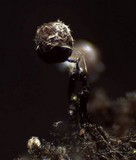 Cribraria cancellata var. cancellata image