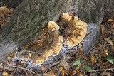 Inonotus dryadeus image