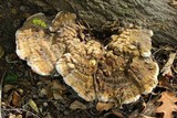 Inonotus dryadeus image