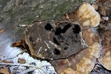 Inonotus dryadeus image