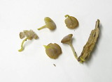 Chromosera cyanophylla image