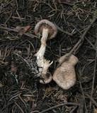 Clitocybe albirhiza image