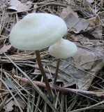 Entoloma conicum image