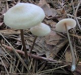 Entoloma conicum image
