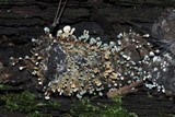 Penicillium vulpinum image