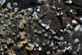 Penicillium vulpinum image