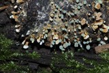 Penicillium vulpinum image
