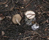 Clitocybe glacialis image