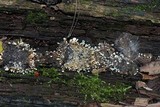 Penicillium vulpinum image