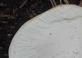 Echinoderma asperum image