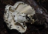 Echinoderma asperum image