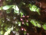 Ascocoryne trichophora image