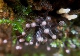 Ascocoryne trichophora image
