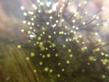 Fluviostroma wrightii image