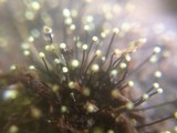 Fluviostroma wrightii image
