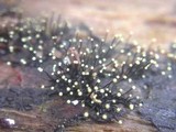 Fluviostroma wrightii image